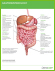 Graphic icon with text of internal stomach region